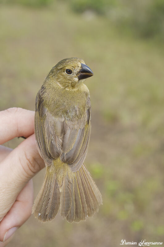 Wing-barred Seedeater