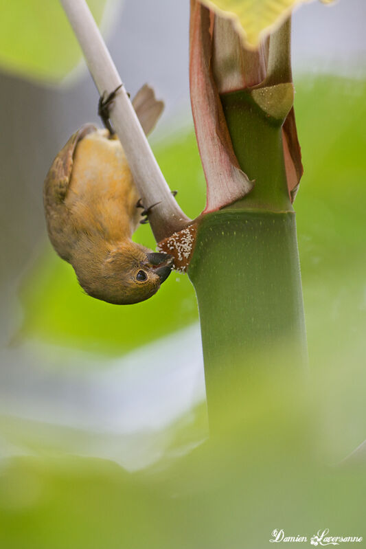 Wing-barred Seedeater