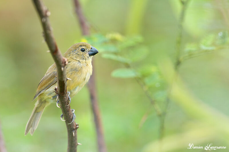 Wing-barred Seedeaterjuvenile