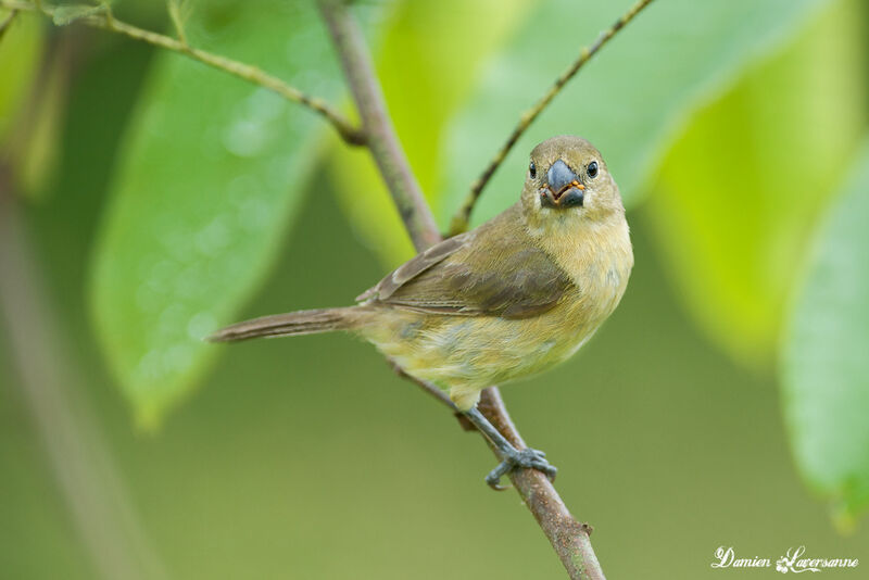 Wing-barred Seedeater