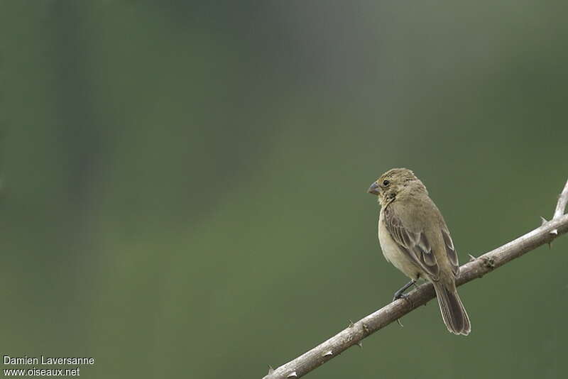 Sporophile petit-louis femelle adulte, identification