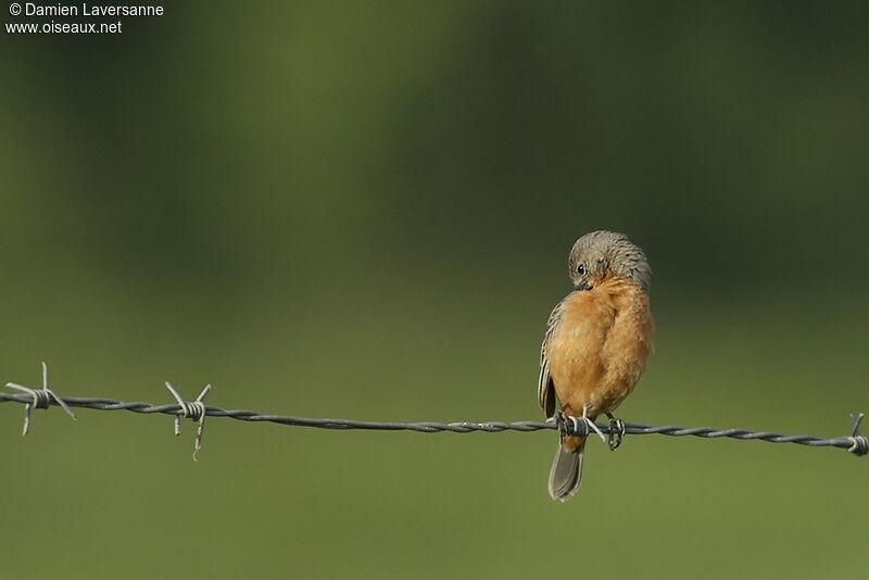 Ruddy-breasted Seedeater male