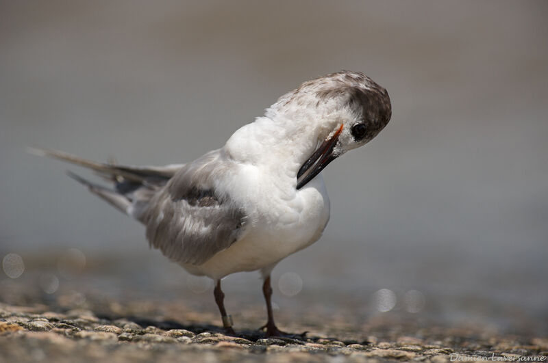 Cabot's Tern