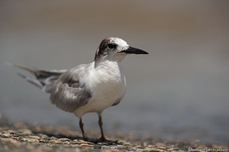 Cabot's Tern