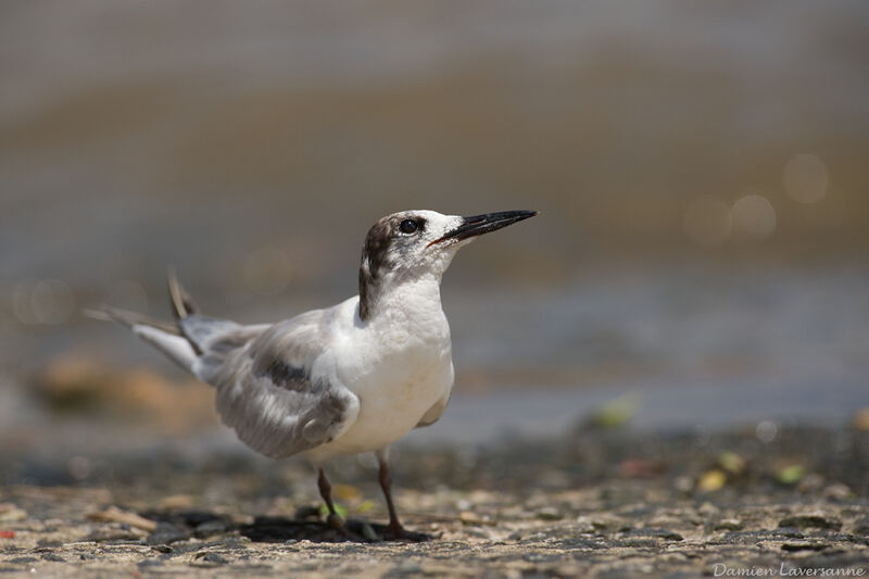 Cabot's Tern