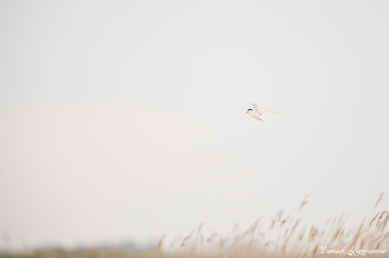 Little Tern