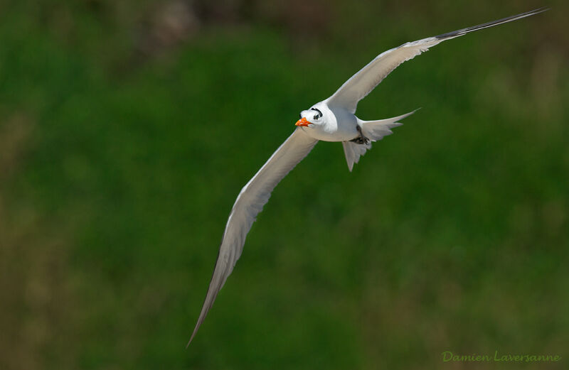 Royal Tern, Flight