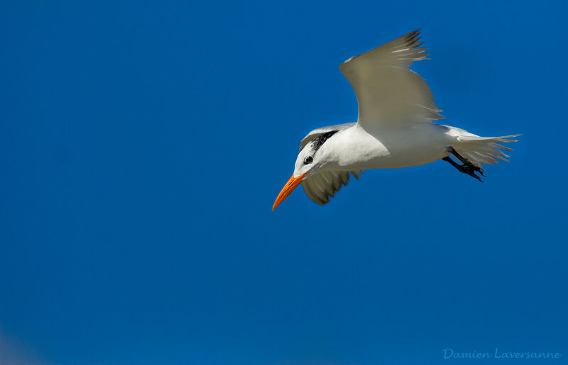 Royal Tern