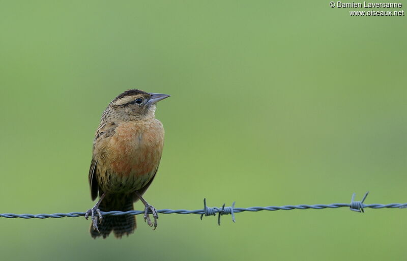 Red-breasted Meadowlark female