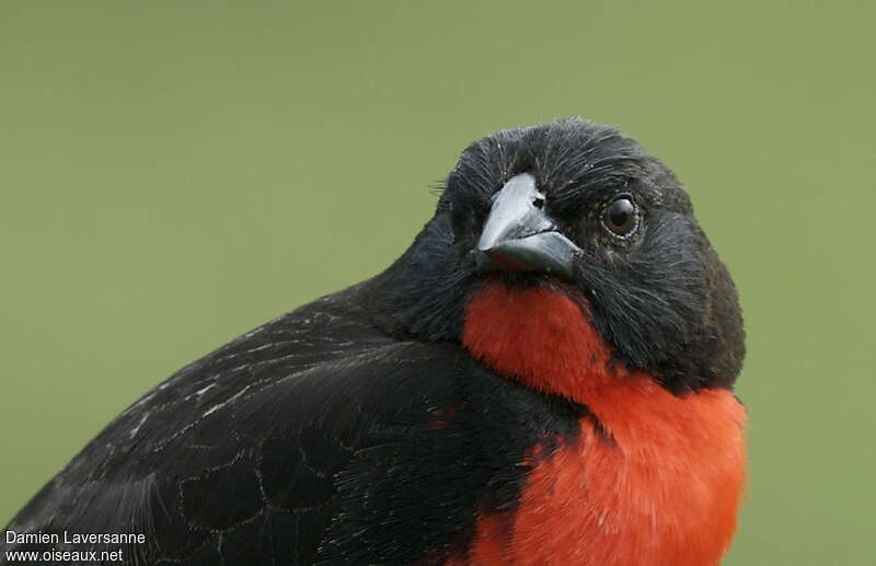 Red-breasted Meadowlark male adult breeding, close-up portrait