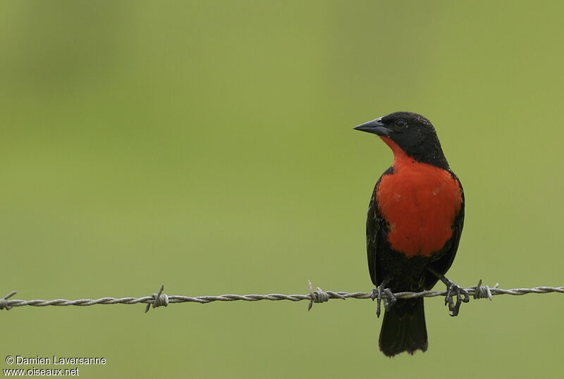 Red-breasted Meadowlark male