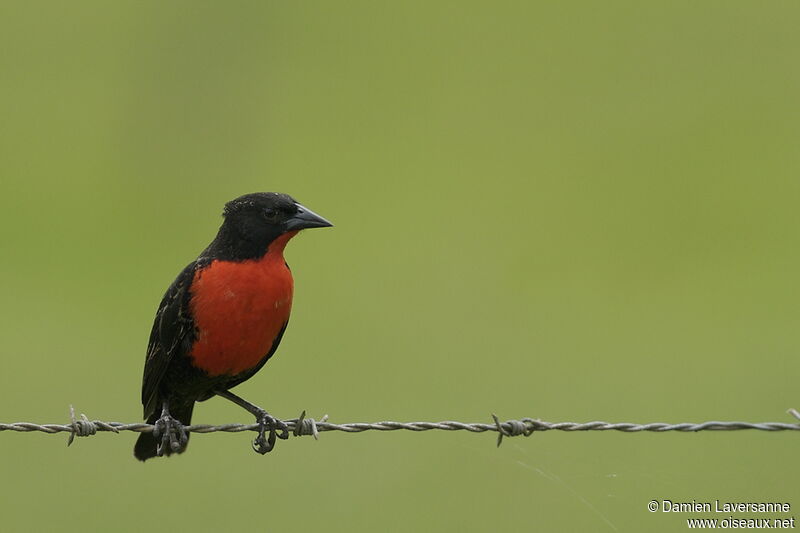 Red-breasted Meadowlark male