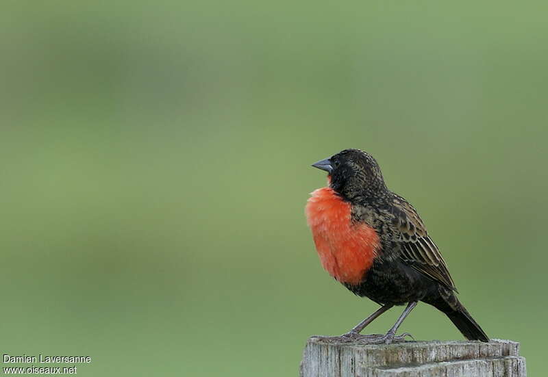 Red-breasted Meadowlark male adult post breeding, identification