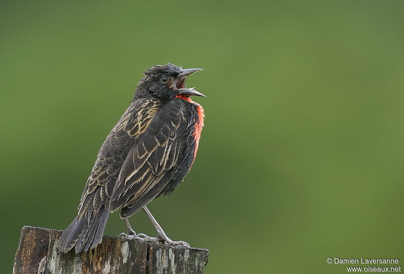 Red-breasted Meadowlark