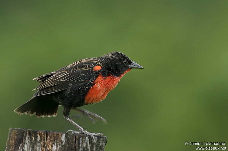 Red-breasted Meadowlark male