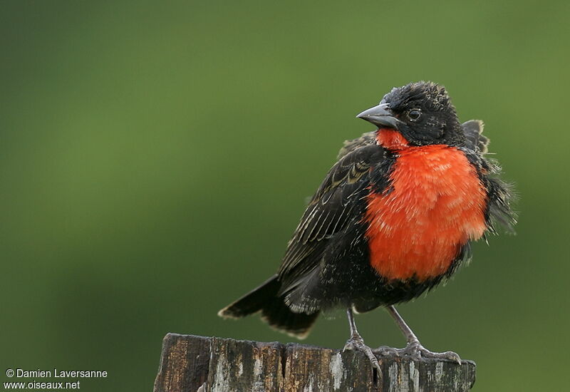 Red-breasted Meadowlark male