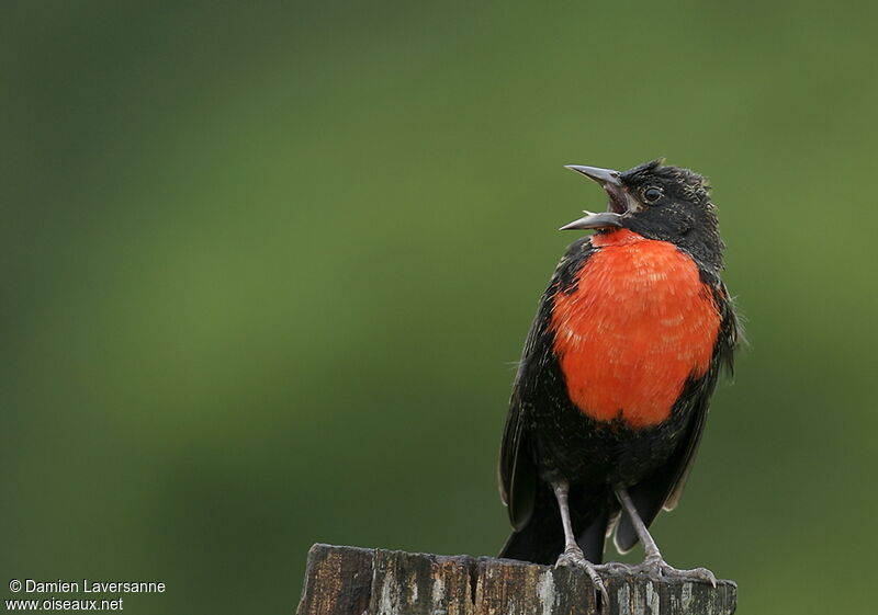 Red-breasted Meadowlark male