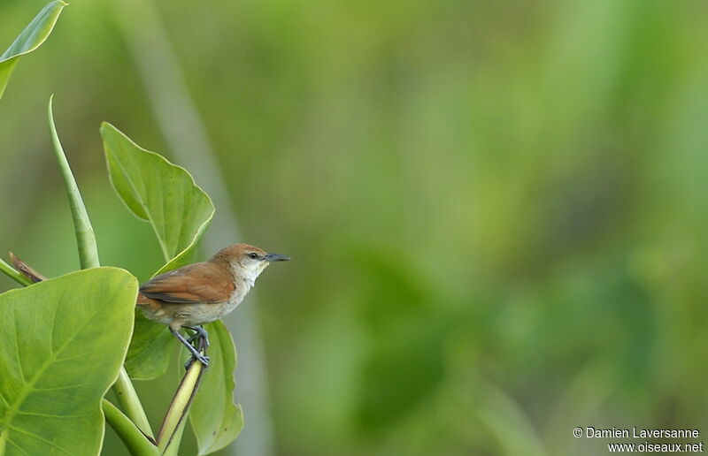 Yellow-chinned Spinetail