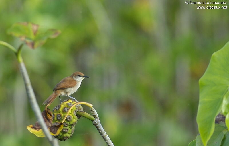 Yellow-chinned Spinetail