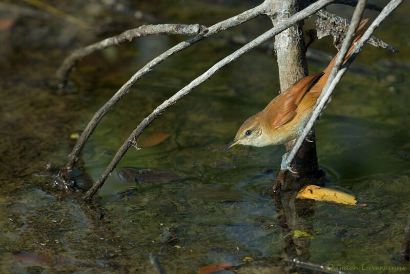 Yellow-chinned Spinetail