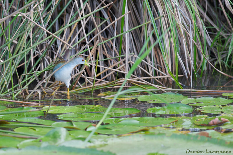 Azure Gallinule