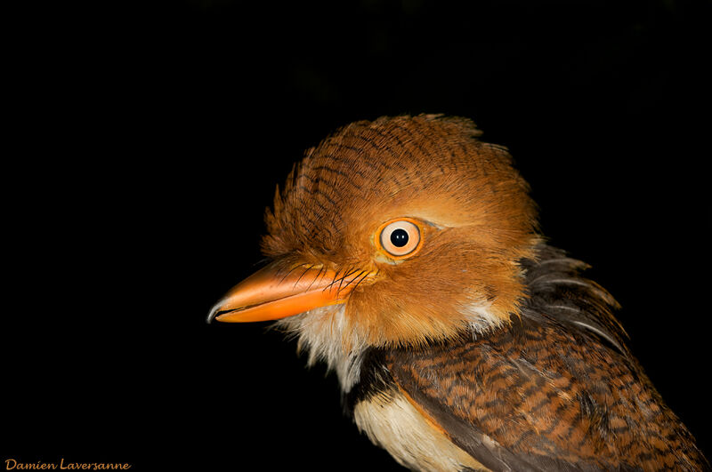 Collared Puffbird