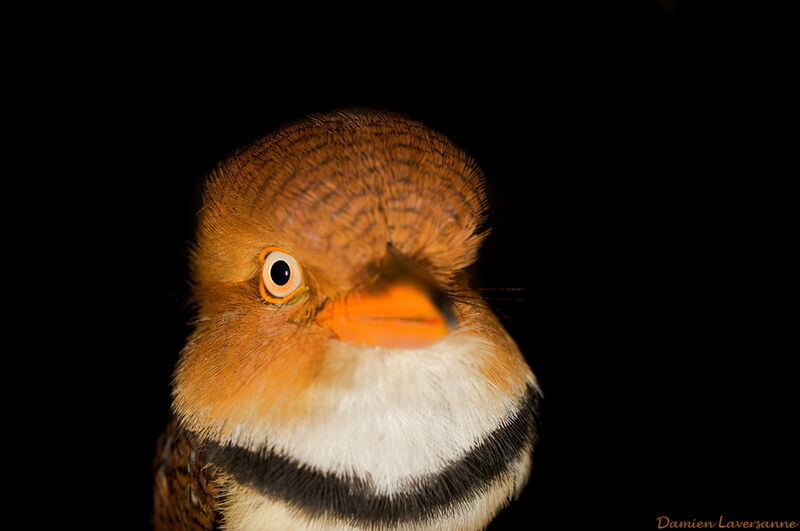 Collared Puffbird