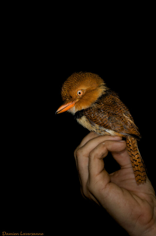 Collared Puffbird