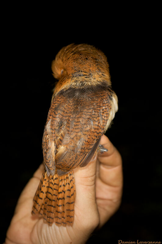 Collared Puffbird