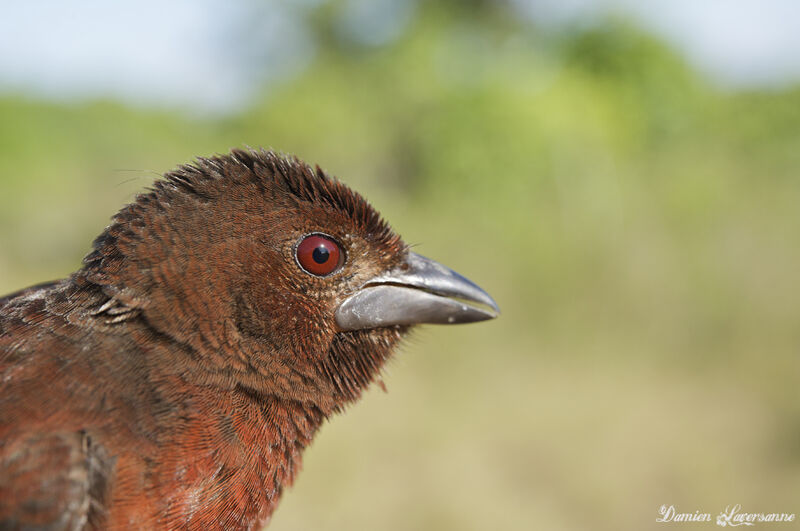 Silver-beaked Tanager