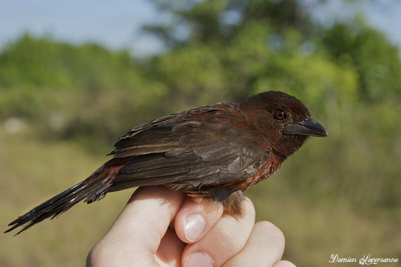 Silver-beaked Tanager