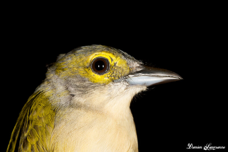 Fulvous-crested Tanager