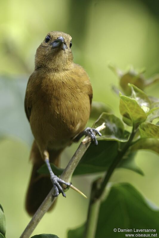 White-lined Tanager female