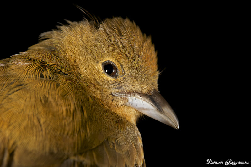 Flame-crested Tanager