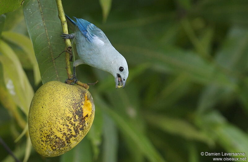 Blue-grey Tanager