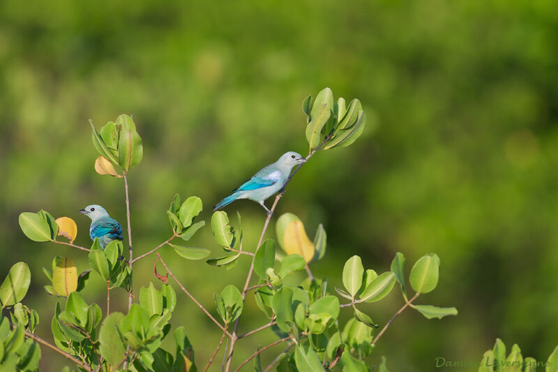 Blue-grey Tanager