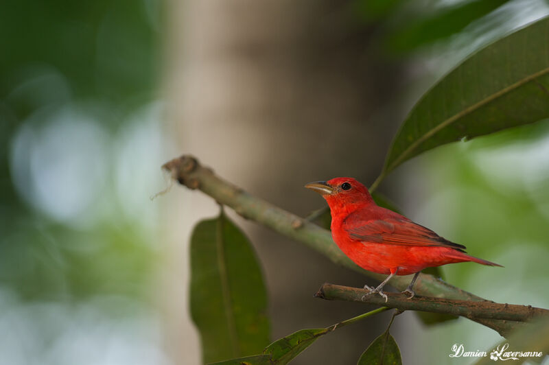 Summer Tanager