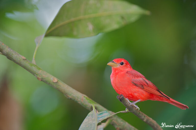 Summer Tanager