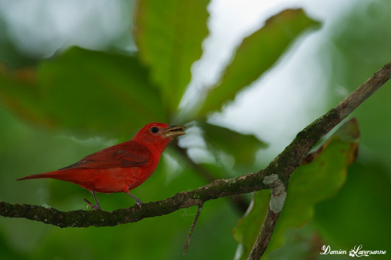 Summer Tanager male