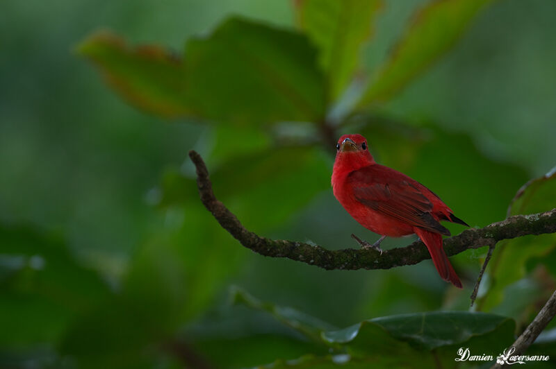 Summer Tanager