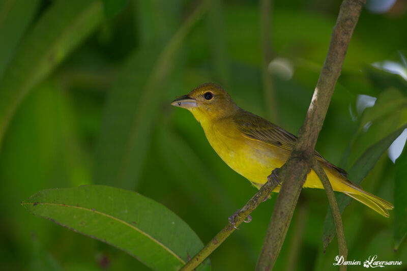 Summer Tanager