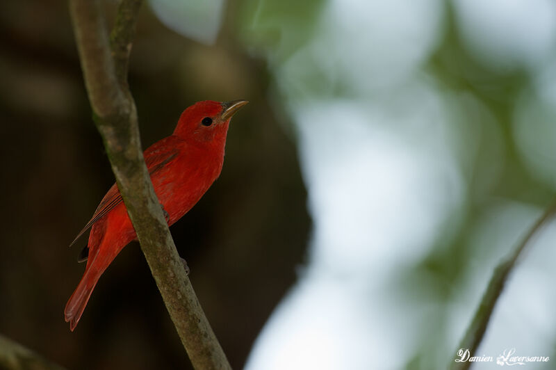 Summer Tanager