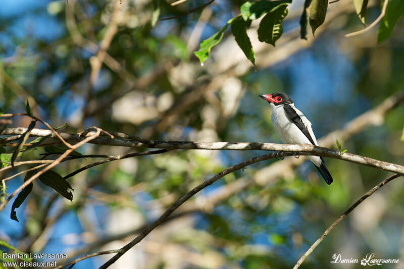 Black-tailed Tityra male adult