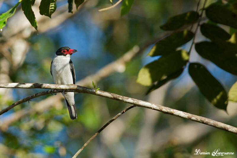 Black-tailed Tityra