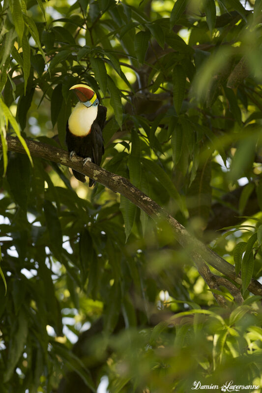 Toucan à bec rouge