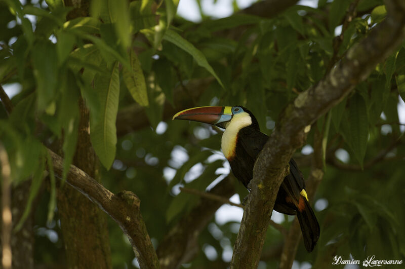 Toucan à bec rouge