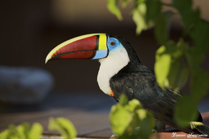 White-throated Toucan