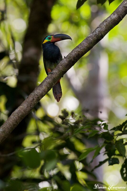 Guianan Toucanet