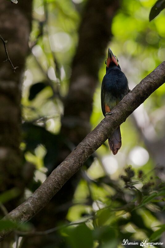 Guianan Toucanet