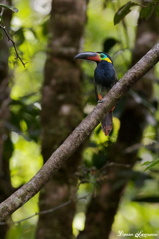 Guianan Toucanet